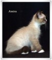 /album/amira/amira-12-hetes-001-jpg/